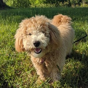 Meet your Posher, Hugo